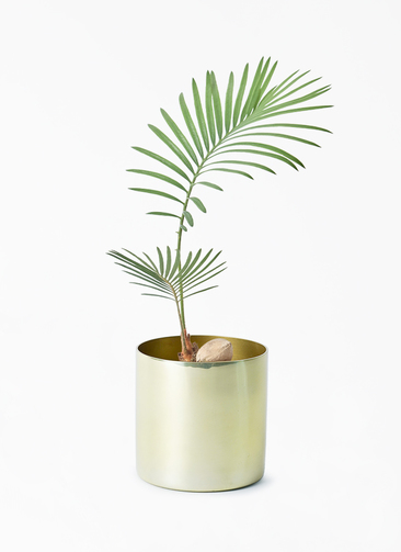 観葉植物 ソテツ 3号 実生 ラーケルシリンダー 11 ゴールド 付き