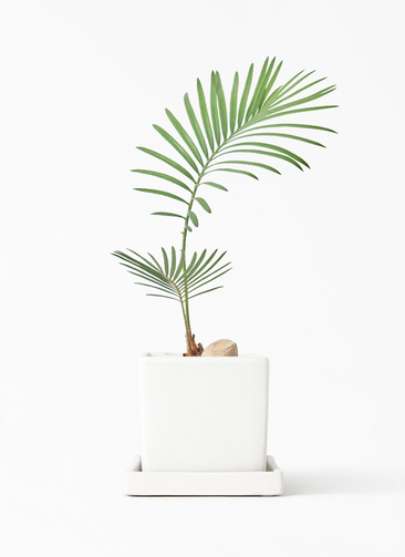 中盛ソテツ3号です cycas-revoluta-565_1.jpg?