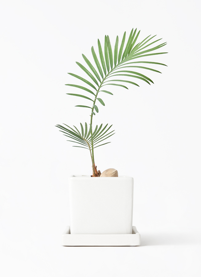 cycas-revoluta-565_1.jpg?