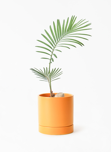 チョロ盛りソテツ3号です 観葉植物 ソテツ 3号 実生 オーセ 11 Y イエロー 付き | 観葉植物なら