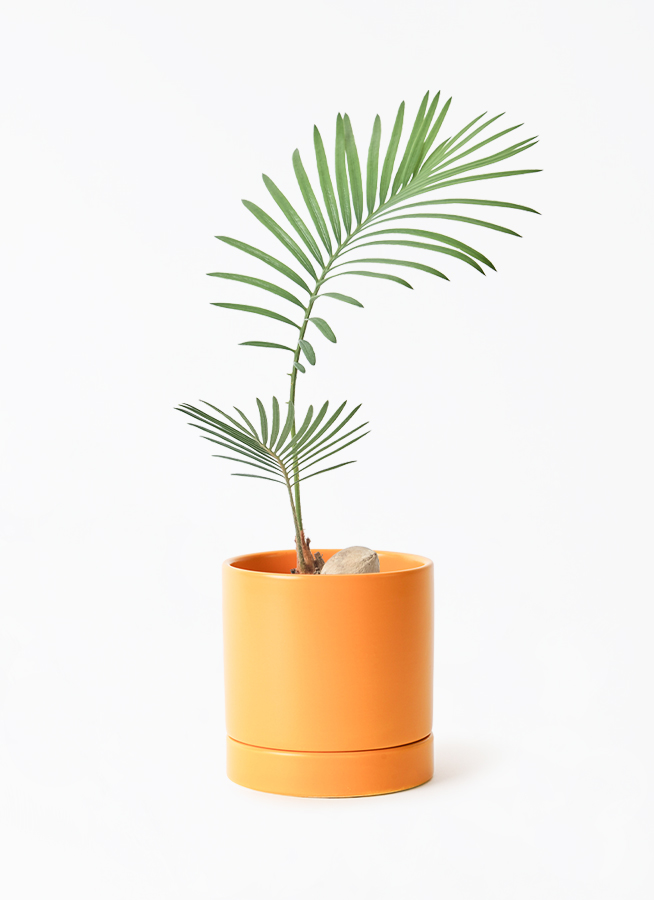 ソテツNo.3 観葉植物 ソテツ 3号 実生 オーセ 11 Y イエロー 付き | 観葉植物なら