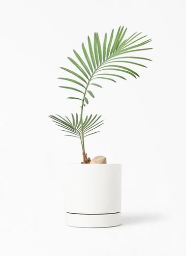 観葉植物 ソテツ 3号 実生 オーセ 11 W ホワイト 付き | 観葉植物なら
