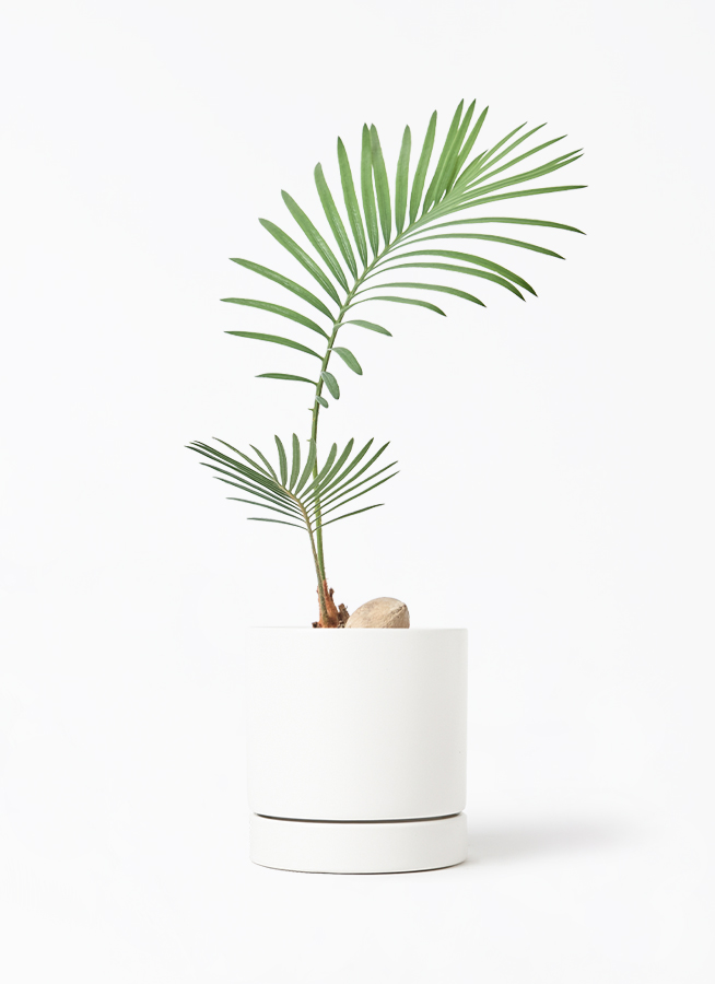 観葉植物 ソテツ 3号 実生 オーセ 11 W ホワイト 付き | 観葉植物なら