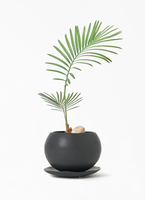 観葉植物 ソテツ 3号 実生 ルーツ 11 K ブラック 付き | 観葉植物なら