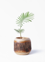 観葉植物 ソテツ 3号 実生 ルーツ 11 K ブラック 付き | 観葉植物なら
