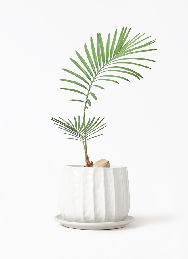 観葉植物 ソテツ 3号 実生 リベロ 白 マット L 付き | 観葉植物なら