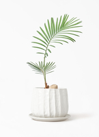 観葉植物 ソテツ 3号 実生 リベロ 白 マット L 付き | 観葉植物なら
