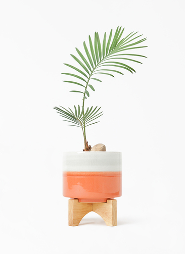 cycas-revoluta-549_1.jpg? 