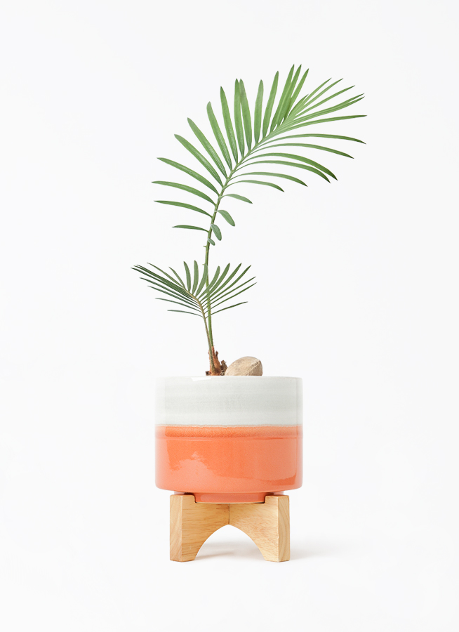 cycas-revoluta-549_1.jpg?