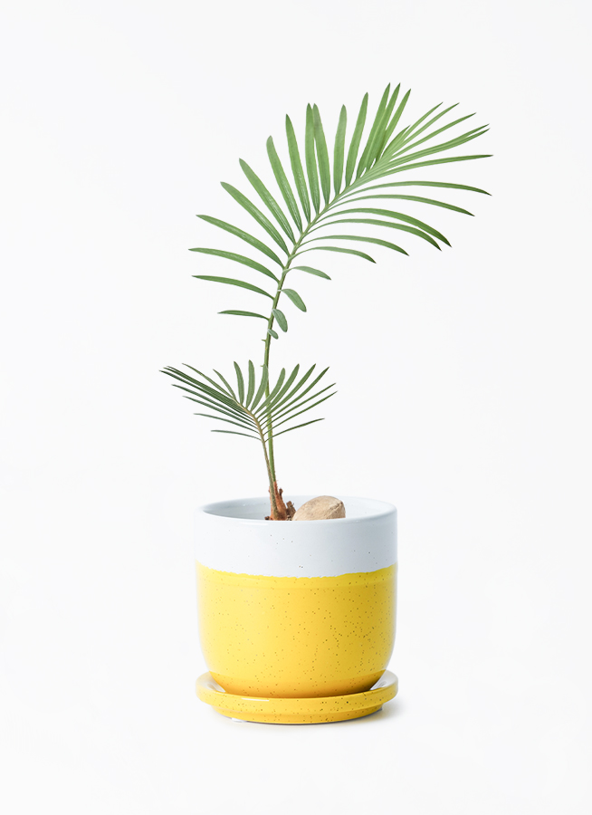cycas-revoluta-548_1.jpg?