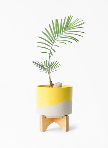コッツシアーナ　実生　コレクション株　鉢のまま発送　サイカス　ソテツ Yahoo!オークション - サイカス・コッシアーナ Cycas