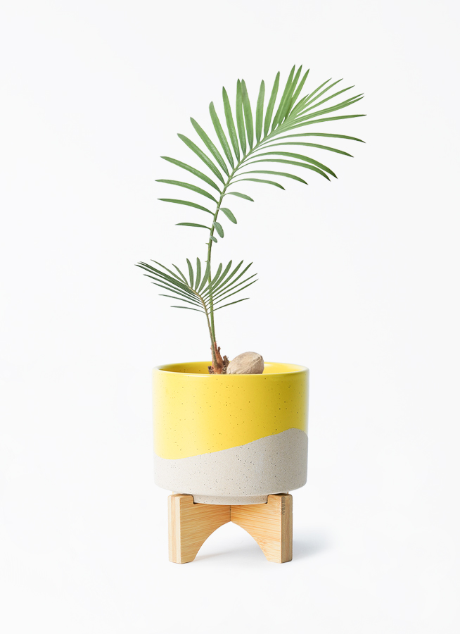 ソテツ　3号ポットつき　14株❗ ソテツ 3号 蘇鉄 観葉植物 18605 | PLARE