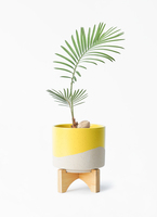 cycas-revoluta-547_1.jpg?