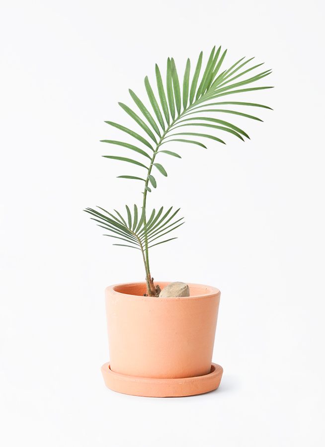 ソテツ　3号ポットつき　24株❗ 観葉植物 ソテツ 3号 実生 ヘンナ 10 付き | 観葉植物なら