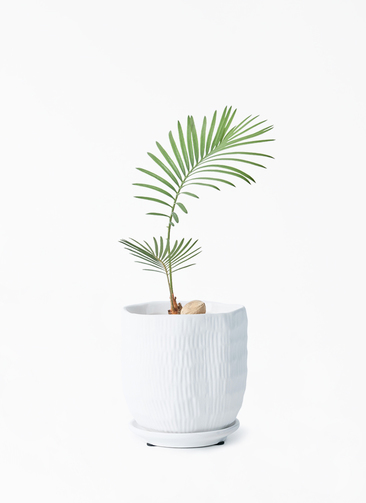 観葉植物 ソテツ 3号 実生 ハピ 白 S 付き | 観葉植物ならHitoHana