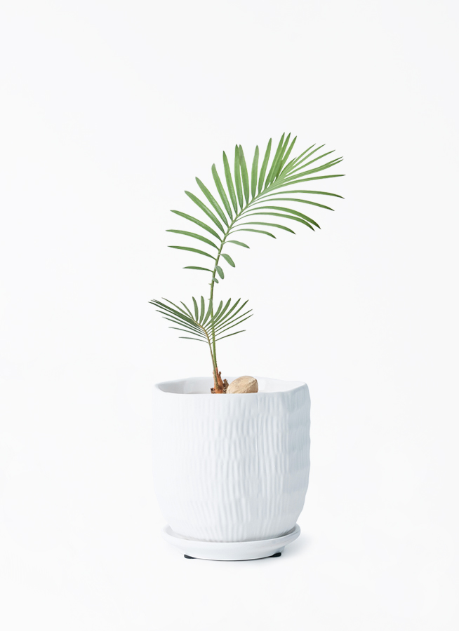 お安く販売しております。1点物のソテツ白陶器鉢入り8号鉢 観葉植物 ソテツ 3号 実生 ハピ 白 S 付き | 観葉植物ならHitoHana