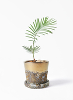 cycas-revoluta-535_1.jpg?