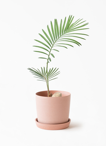 観葉植物 ソテツ 3号 実生 エステリ ピンク 付き | 観葉植物なら