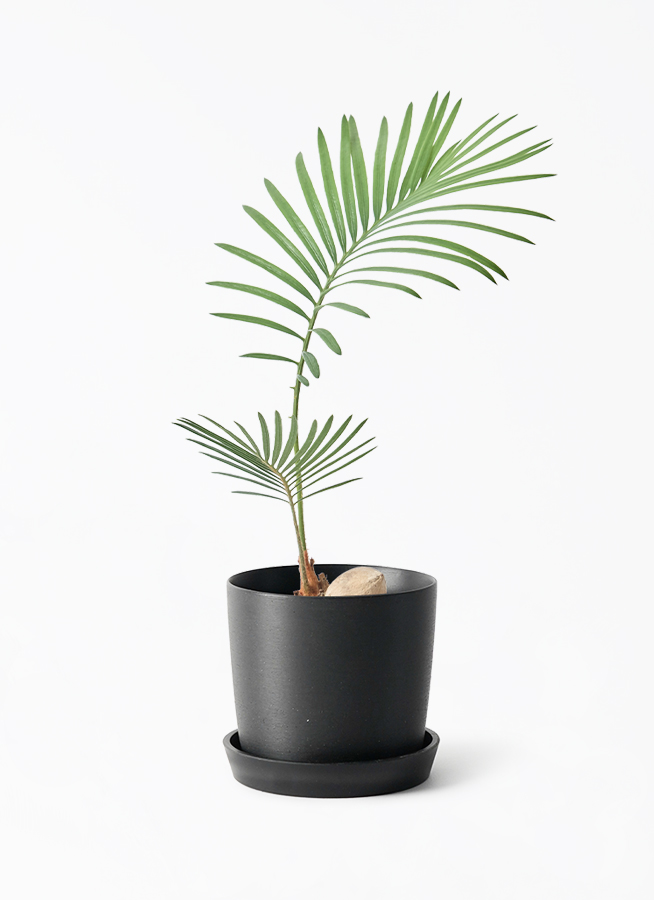 観葉植物 ソテツ 3号 実生 マリナ 黒 L 付き | 観葉植物ならHitoHana