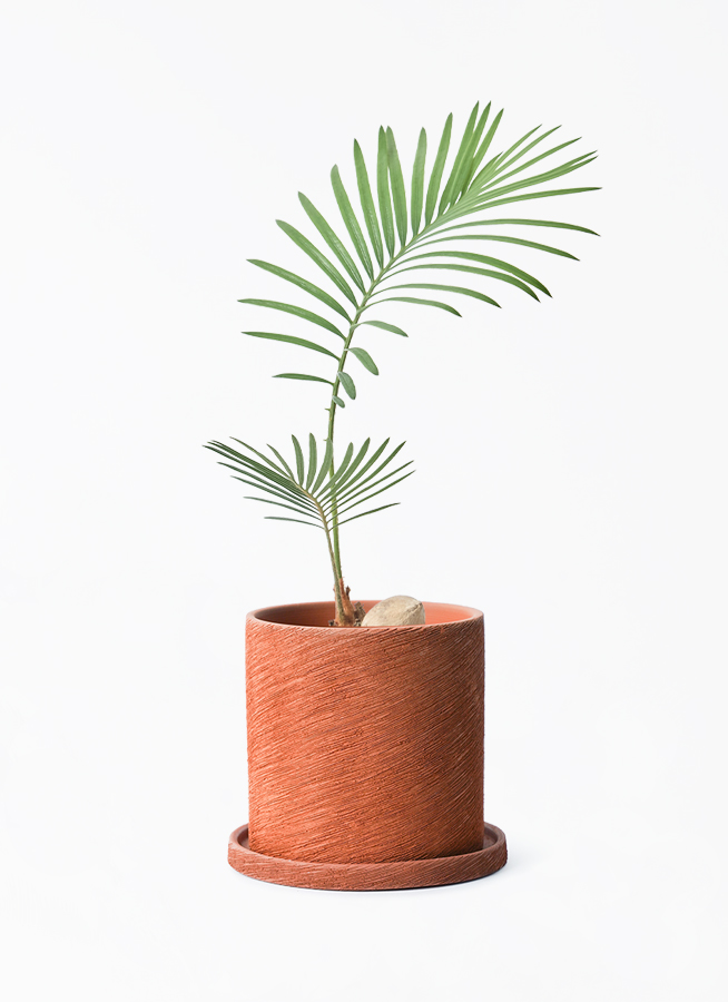 観葉植物 ソテツ 3号 実生 エッシ 12 R ブラウン 付き | 観葉植物なら