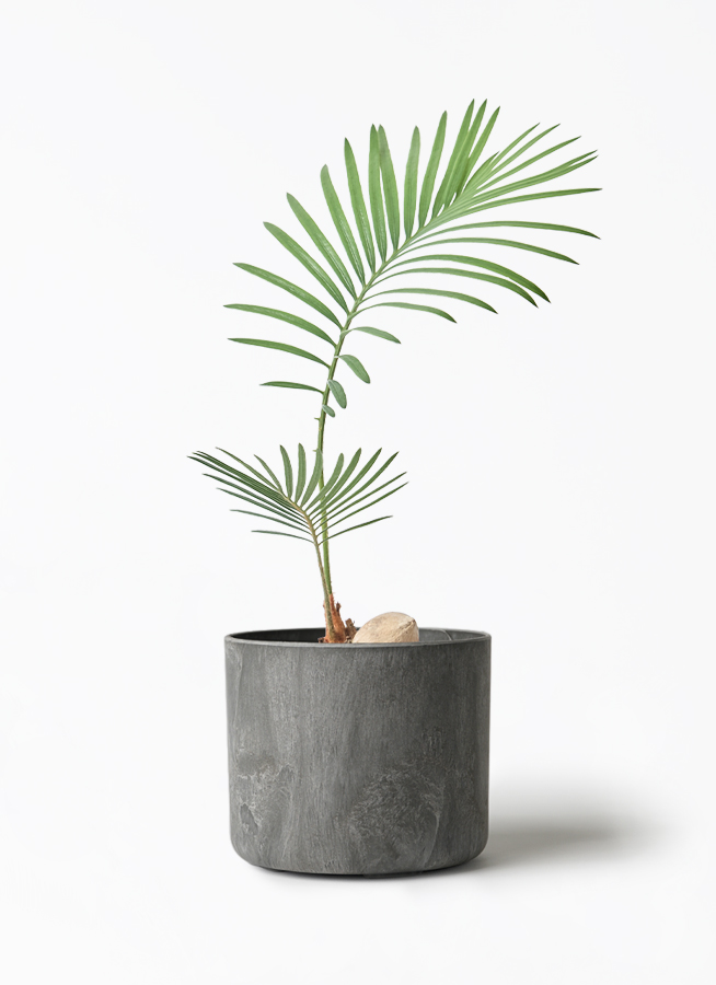 斑入りソテツ　実生苗　４号素焼鉢 斑入りソテツ 実生苗 4号素焼鉢 *特価* 観葉植物 ソテツ 3号