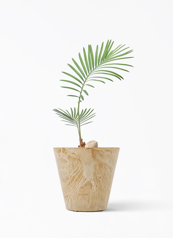 観葉植物 ソテツ 3号 実生 プラスチック鉢 | 観葉植物ならHitoHana