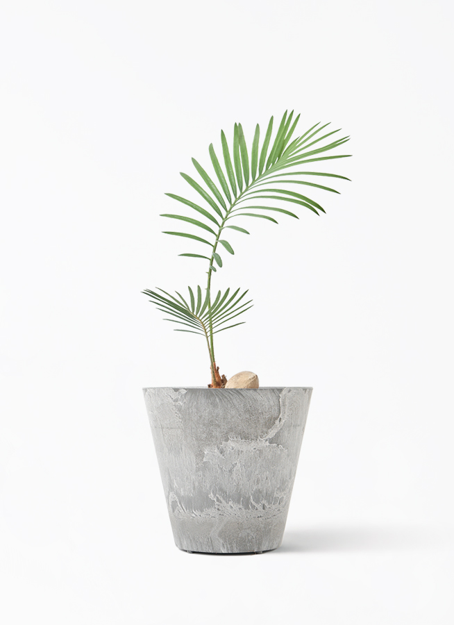 観葉植物 ソテツ 3号 実生 ラーケルシリンダー 11 ゴールド 付き