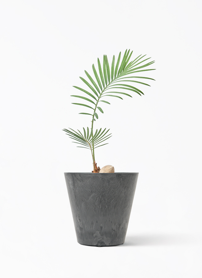 観葉植物 ソテツ 3号 実生 プラスチック鉢 | 観葉植物ならHitoHana