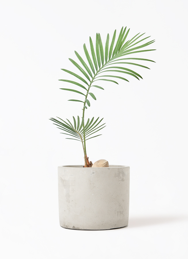 観葉植物 ソテツ 3号 実生 プラスチック鉢 | 観葉植物ならHitoHana