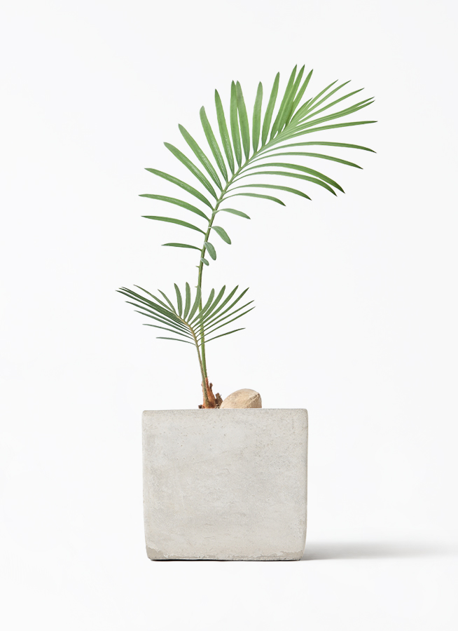 OHANA様　確認用　ソテツ 観葉植物 ソテツ 3号 実生 オーセ 11 W ホワイト 付き | 観葉植物なら