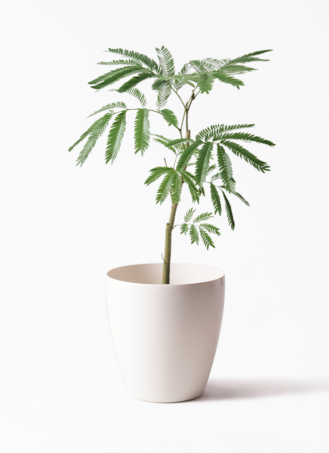 エバーフレッシュ 1 観葉植物 エバーフレッシュ 5号 プラスチック鉢 | 観葉植物なら