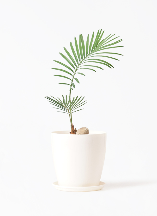 観葉植物 ソテツ 3号 実生 オーセ 11 Y イエロー 付き | 観葉