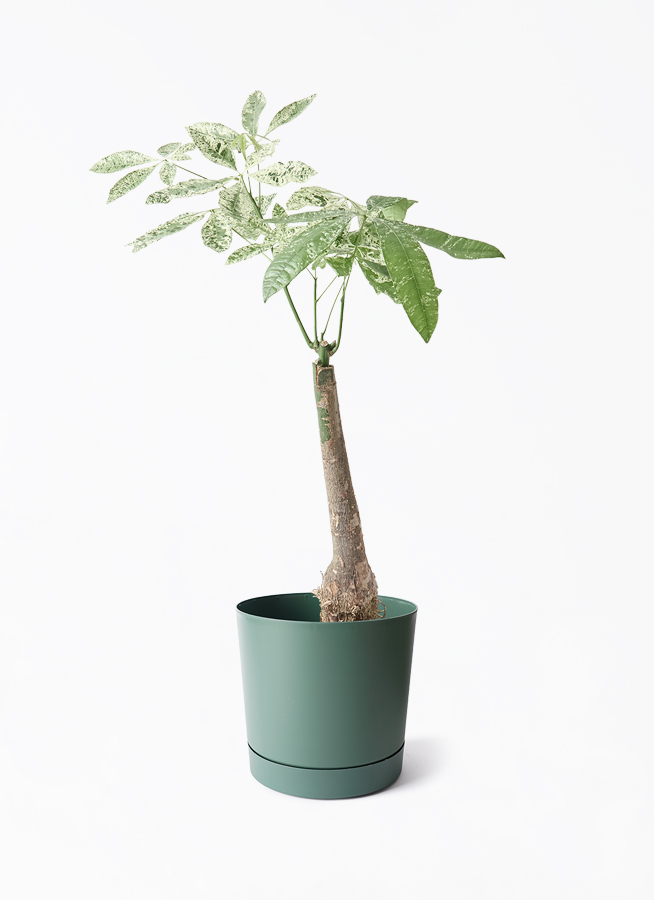 観葉植物 パキラ 7号 斑入り Coral Pot (コーラルポット