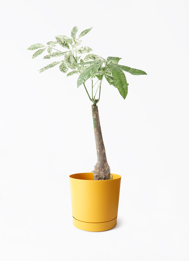 観葉植物 パキラ 7号 斑入り パボ ミドル オフホワイト 付き