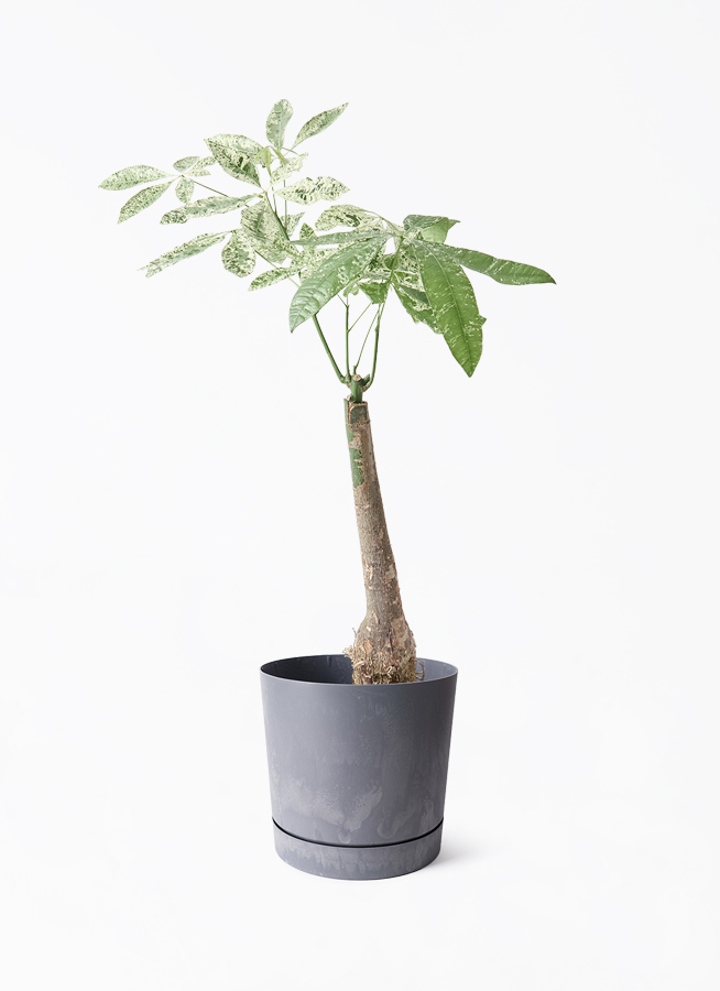 観葉植物 パキラ 7号 斑入り パボ ミドル オフホワイト 付き | 観葉