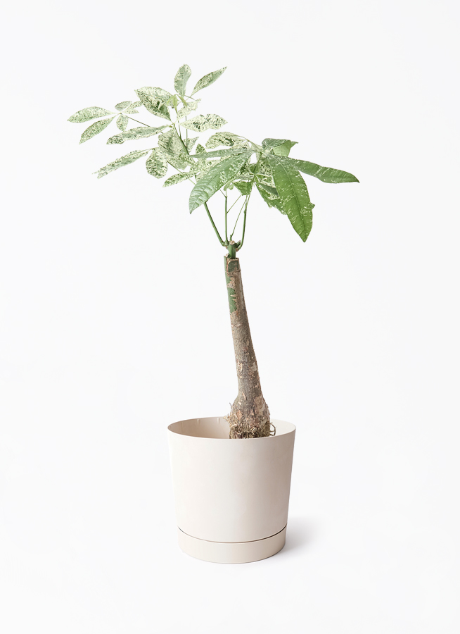 パキラ（Pachira aquatica）7号 高さ110cm パキラ（Pachira aquatica）7号 高さ110cm