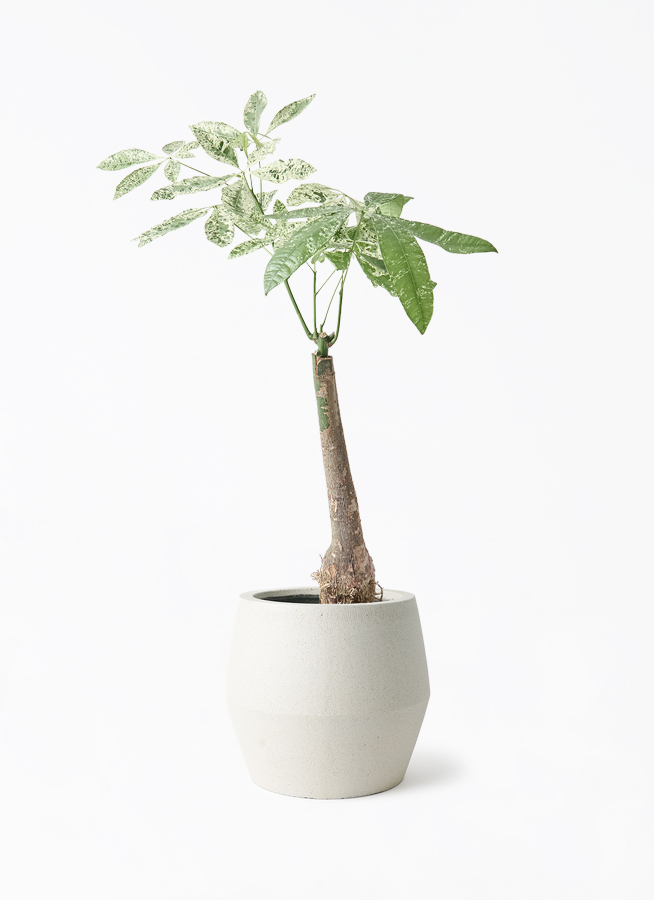 観葉植物 パキラ 7号 斑入り パボ ジャー オフホワイト 付き