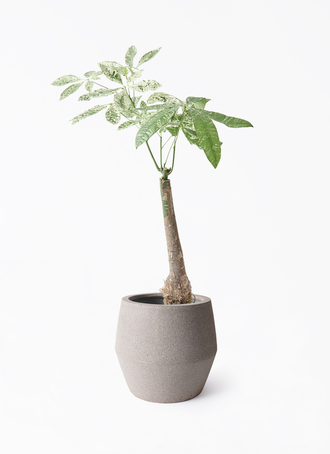 パキラ 7号 | 観葉植物の通販ならHitoHana（ひとはな）