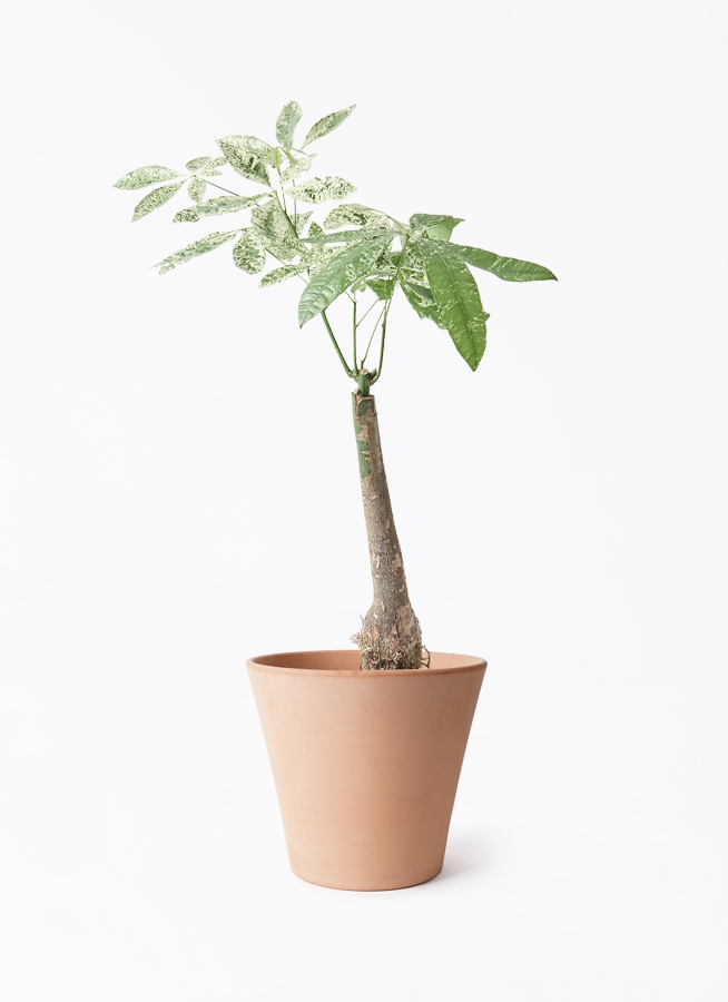 観葉植物 パキラ 7号 斑入り エトナ アリーナ 付き | 観葉植物なら