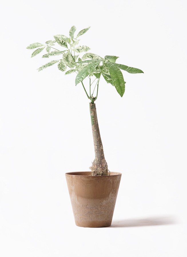 観葉植物 パキラ 7号 斑入り アートストーン ラウンド グレー 付き