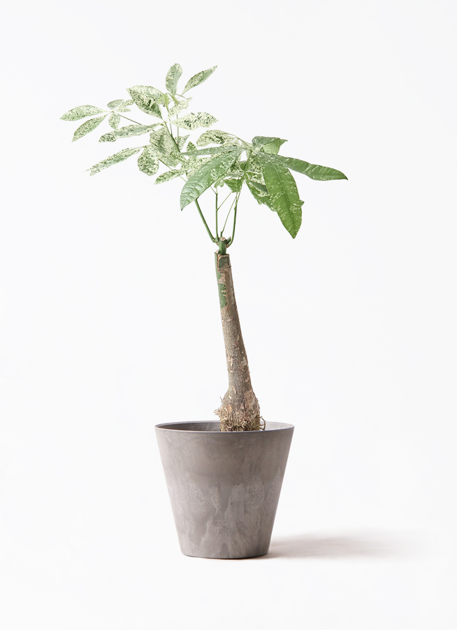 植物おじ本　7冊　　マダガスカル　パキポ 植物おじ本 1〜6巻 パキポディウム マダガスカル アガベ 塊根