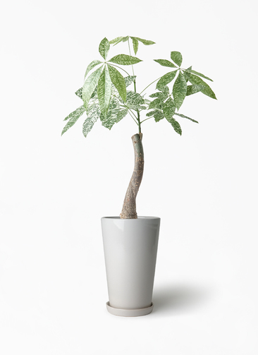 観葉植物 パキラ 6号 斑入り ラウンド 付き | 観葉植物ならHitoHana