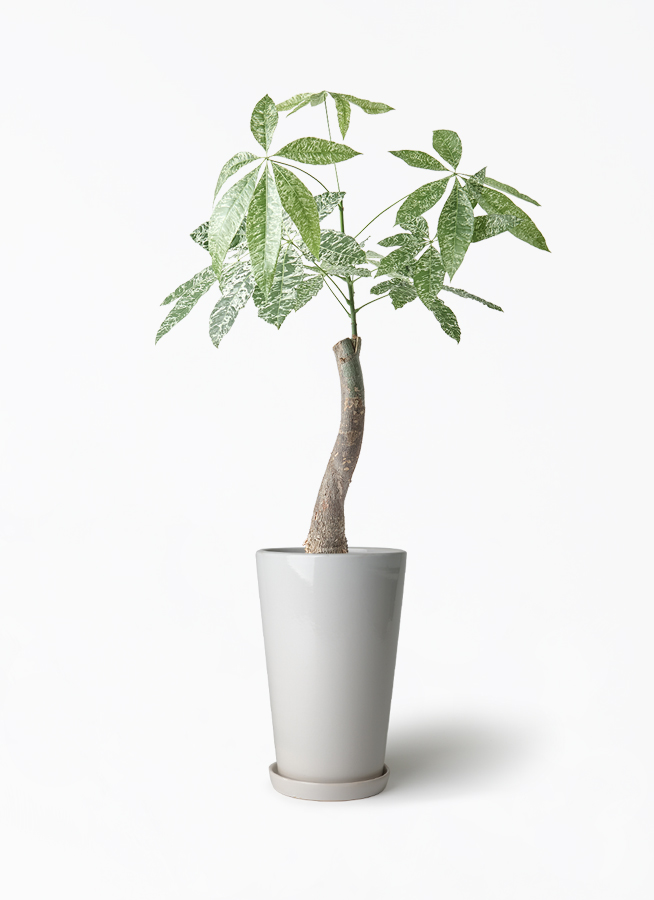 観葉植物 パキラ 6号 斑入り ラウンド 付き | 観葉植物ならHitoHana
