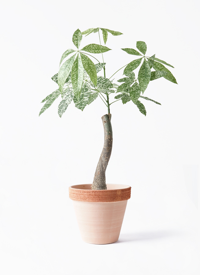 観葉植物 パキラ 6号 斑入り プラスチック鉢 | 観葉植物ならHitoHana