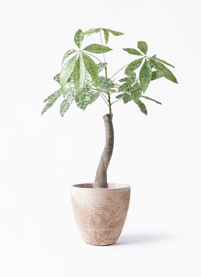 観葉植物 パキラ 6号 斑入り プラスチック鉢 | 観葉植物ならHitoHana