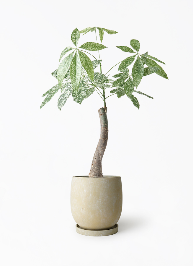 k*o様 パキラ　斑入りパキラ　　観葉植物　7号　約115センチ 観葉植物 パキラ 7号 斑入り パボ ジャー アースブラウン 付き