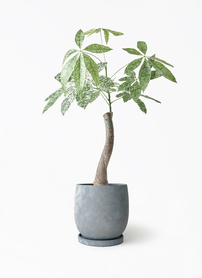 k*o様 パキラ　斑入りパキラ　　観葉植物　7号　約115センチ パキラ斑入り7号約115センチ1