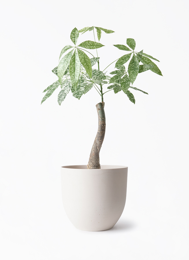 観葉植物 パキラ 6号 斑入り インティ ホワイト 付き | 観葉植物なら