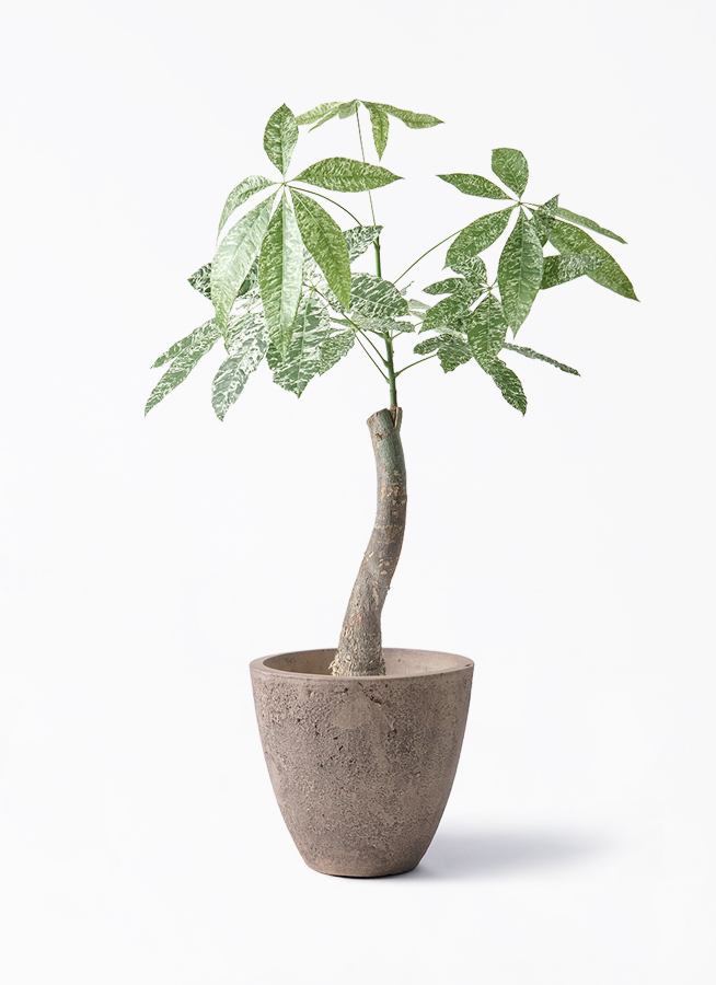 パキラ24出品 観葉植物 パキラ 6号 斑入り プラスチック鉢 | 観葉植物なら
