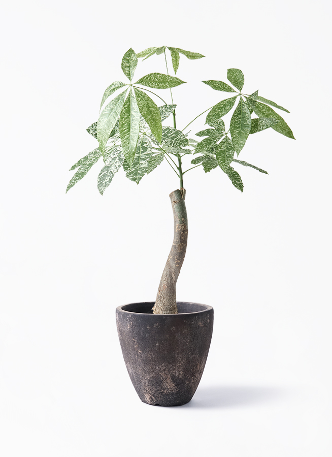 観葉植物 パキラ 6号 斑入り プラスチック鉢 | 観葉植物ならHitoHana